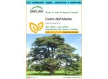Saflax Set Regalo - Cedro Dell'atlante - 20 Semi - Cedrus