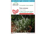 Saflax Set Regalo - Timo Comune - 200 Semi - Thymus