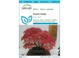 Saflax Set Regalo - Acero Rosso - 20 Semi - Acer