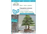 Saflax Set Regalo - Casuarina Comune - 200 Semi - Casuarina