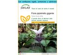 Saflax Set Regalo - Fiore Pipistrello Gigante - 10 Semi - Tacca