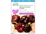 Saflax Set Regalo - Peperoncino Habanero Chocolate - 10 Semi - Capsicum