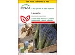 Saflax Insieme Di Coltivazione - Lavanda - 150 Semi - Lavandula