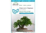 Saflax Set Regalo - Ciliegio Canino / Magaleppo - 30 Semi - Prunus