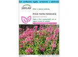 Saflax Set Regalo - Anice Menta Messicana - 50 Semi - Agastache