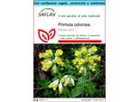 Saflax Set Regalo - Primula Odorosa - 100 Semi - Primula