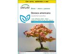 Saflax Insieme Di Coltivazione - Storace Americano - 100 Semi - Liquidamber