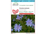 Saflax Set Regalo - Cicoria Comune - 250 Semi - Cichorium