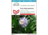 Saflax Set Regalo - Fiore Della Passione - 5 Semi - Passiflora