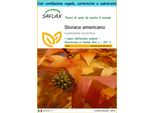 Saflax Set Regalo - Storace Americano - 100 Semi - Liquidamber