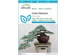 Saflax Set Regalo - Cedro Libanese - 20 Semi - Cedrus