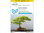 Saflax Insieme Di Coltivazione - Acero Tridente - 30 Semi - Acer