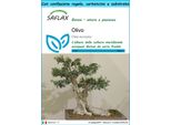 Saflax Set Regalo - Olivo - 20 Semi - Olea