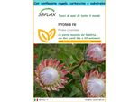 Saflax Set Regalo - Protea Re - 5 Semi - Protea