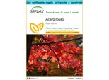 Saflax Set Regalo - Acero Rosso - 20 Semi - Acer
