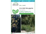 Saflax Set Regalo - Lino Delle Fate Gigante - 10 Semi - Stipa