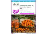 Saflax Set Regalo - Peperoncino Habanero Giallo - 10 Semi - Capsicum