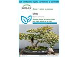 Saflax Set Regalo - Mirto - 30 Semi - Myrtus