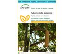 Saflax Set Regalo - Albero Delle Salsicce - 10 Semi - Kigelia