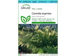 Saflax Set Regalo - Cannella Argentea - 50 Semi - Stipa