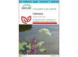Saflax Set Regalo - Valeriana - 200 Semi - Valeriana
