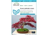 Saflax Set Regalo - Acero Palmato Rosso - 20 Semi - Acer