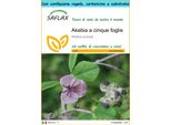 Saflax Set Regalo - Akebia A Cinque Foglie - 10 Semi - Akebia