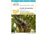 Saflax Set Regalo - Uccello Del Paradiso - 5 Semi - Strelitzia