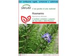 Saflax Set Regalo - Rosmarino - 100 Semi - Rosmarinus