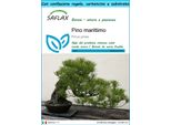 Saflax Set Regalo - Pino Marittimo - 6 Semi - Pinus