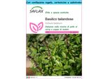 Saflax Set Regalo - Basilico Tailandese - 200 Semi - Ocimum