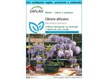Saflax Set Regalo - Glicine Africano - 15 Semi - Bolusanthus