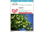 Saflax Set Regalo - Luppolo - 50 Semi - Humulus
