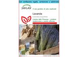 Saflax Set Regalo - Lavanda - 150 Semi - Lavandula