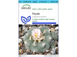 Saflax Set Regalo - Peyote - 20 Semi - Lophophora