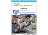 Saflax Set Regalo - Orocereus - 40 Semi - Oreocereus