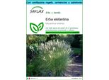 Saflax Set Regalo - Erba Elefantina - 200 Semi - Miscanthus