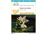 Saflax Set Regalo - Albero Del Rafano - 10 Semi - Moringa