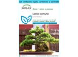Saflax Set Regalo - Larice Comune - 75 Semi - Larix