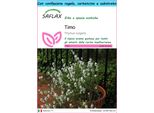 Saflax Set Regalo - Timo - 200 Semi - Thymus