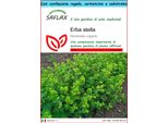 Saflax Set Regalo - Erba Stella - 100 Semi - Alchemilla