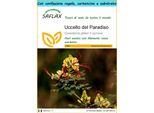 Saflax Set Regalo - Uccello Del Paradiso - 10 Semi - Caesalpinia