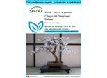 Saflax Set Regalo - Ciliegio Del Giappone / Sakura - 30 Semi - Prunus