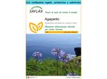 Saflax Set Regalo - Agapanto - 50 Semi - Agapanthus