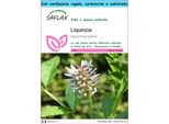 Saflax Set Regalo - Liquirizia - 30 Semi - Glycyrrhiza