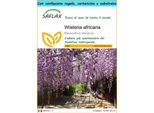 Saflax Set Regalo - Wisteria Africana - 15 Semi - Bolusanthus