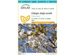 Saflax Set Regalo - Ciliegio Degli Uccelli - 10 Semi - Prunus