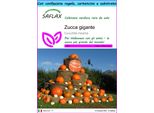 Saflax Set Regalo - Zucca Gigante - 7 Semi - Cucurbita