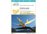Saflax Set Regalo - Strelitzia Gialla - 4 Semi - Strelitzia