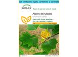 Saflax Set Regalo - Albero Dei Tulipani - 20 Semi - Liriodendron